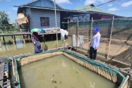 Kemarau Panjang Picu Kematian Ratusan Kilogram Ikan di Banjarmasin