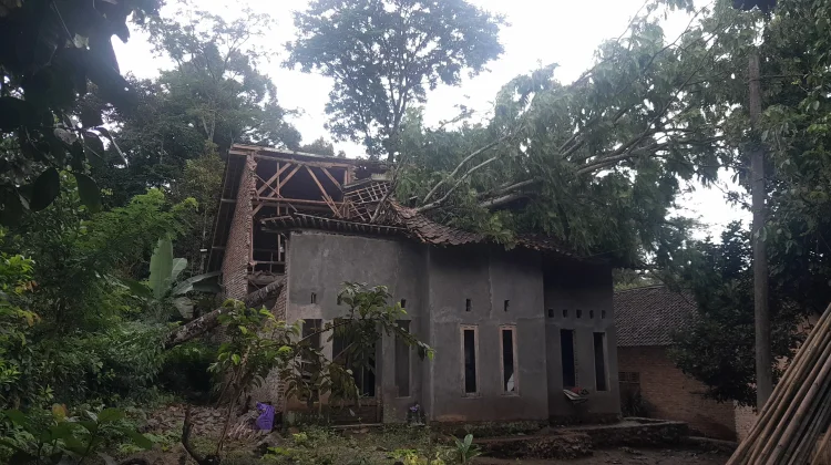 Pohon Petai di Pandeglang Tumbang, Dua Orang Luka-luka