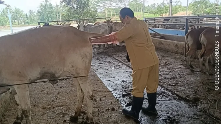 Dukung Swasembada Daging dan Susu, Disnakeswan Lebak  Genjot Inseminasi Buatan