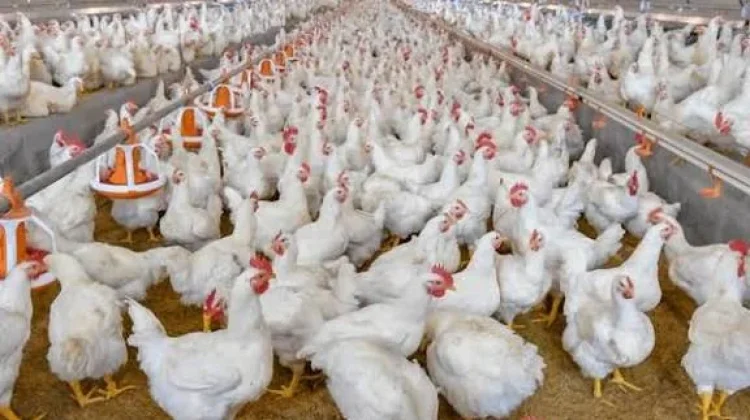 Produksi Ayam Potong di  Lebak Aman hingga Lebaran