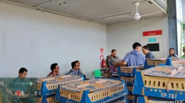 Pengawasan DOC Pastikan Bibit Ayam Berkualitas