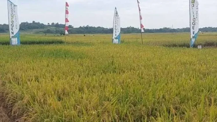 Kementan Gandeng IPB Survei Sawah Baru di Lebak