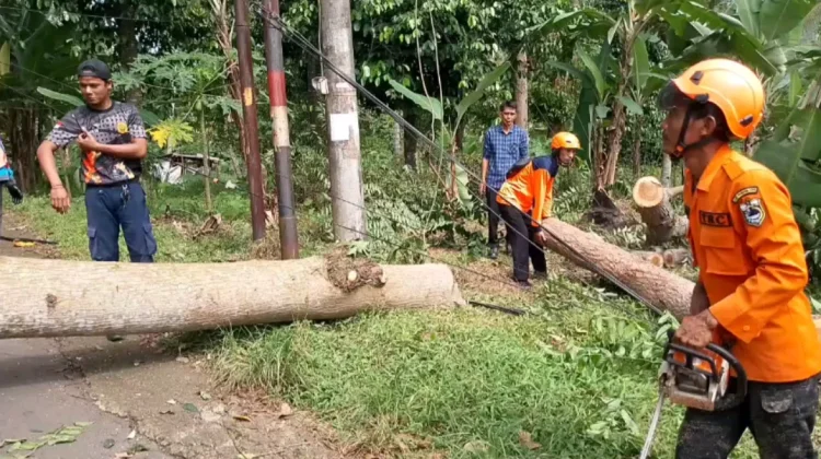 Antisipasi Pohon Tumbang, BPBD Pandeglang Siagakan Alat Berat