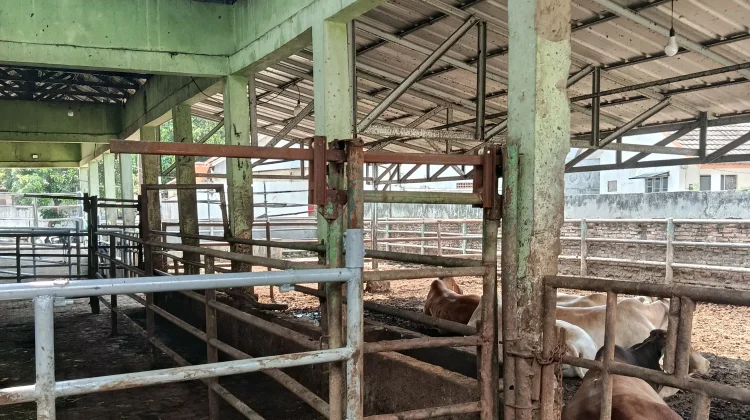 DPK3 Kota Serang Usulkan Revitalisasi RPH Jelang Iduladha