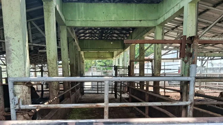 Wali Kota Serang Prioritaskan Pembenahan sementara Rumah Potong Hewan