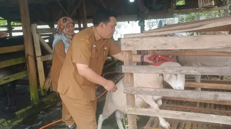 Lebak Targetkan Swasembada Daging Domba Tahun Ini