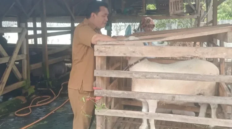 Lebak Targetkan Swasembada Daging Domba Tahun Ini