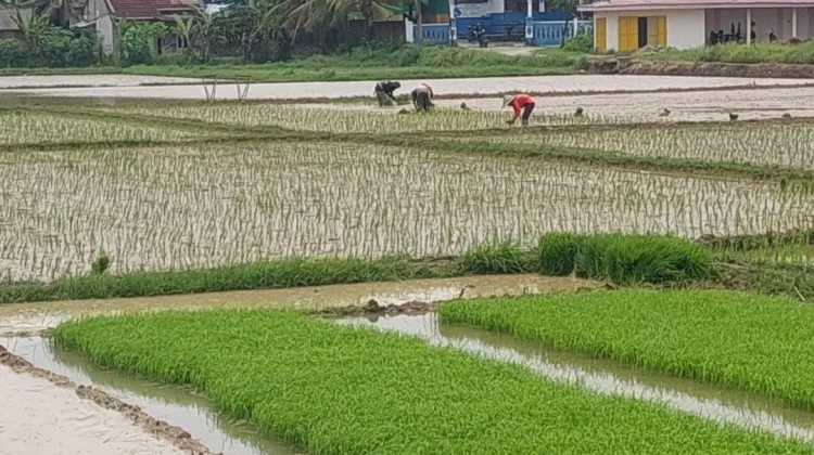 Lebak Kejar Target Luas Tambah Tanam Padi 157 Ribu Hektare