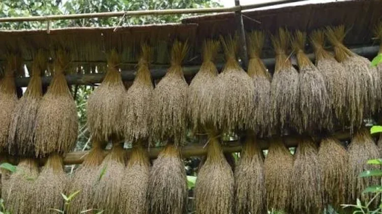 Petani Badui Syukuri Panen Padi Huma Melimpah