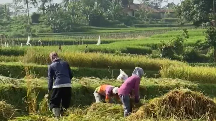 Bupati Pandeglang Apresiasi Respon Cepat Kementan Terkait Bantuan Petani