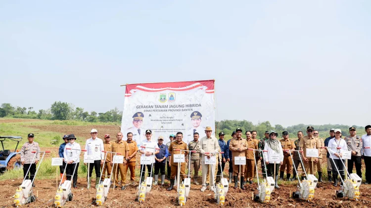 Gerakan Tanam Jagung Didorong untuk Perkuat Ketahanan Pangan