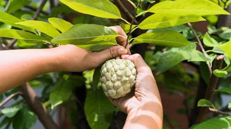 Buah Mengkudu Alami Bantu Kendalikan Hipertensi dan Diabetes
