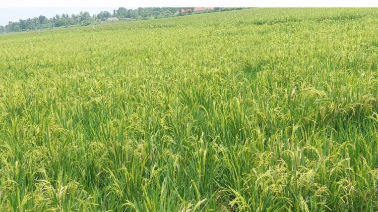 Dukung Swasembada Pangan, Distan Lebak Cetak Sawah Baru