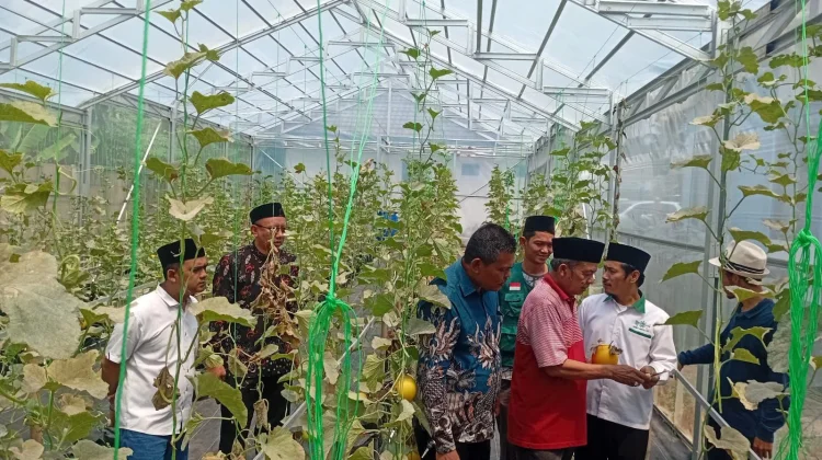 Manfaatkan Lahan Wakaf, PCNU Pandeglang Bangun Wisata Petik Buah Melon