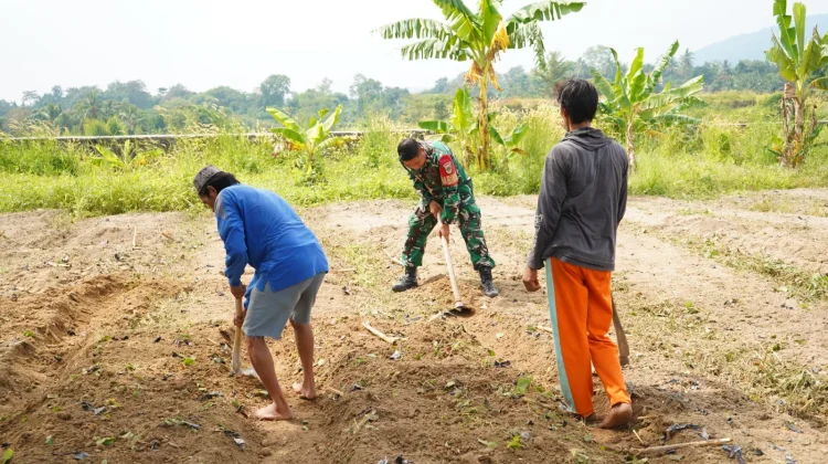 TNI Garap Lahan Tidur di Cibeber Menjadi Produktif
