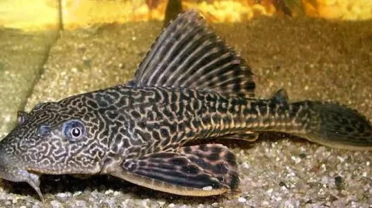 Ikan Sapu Sapu Ancam Ekosistem Sungai Lebak