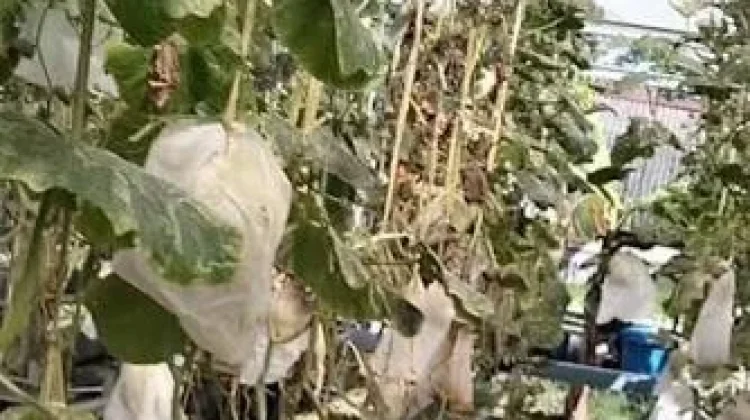 Kadin Banten Kembangkan Sentra Melon Premium di Lebak