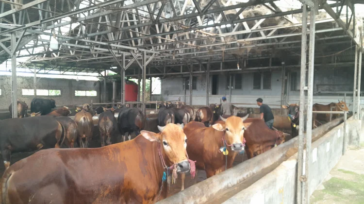 BPS Pandeglang Waspadai Dinamika Harga jelang Iduladha