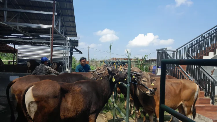 Memburu Berkah Hewan Kurban di Kaki Gunung Pandeglang