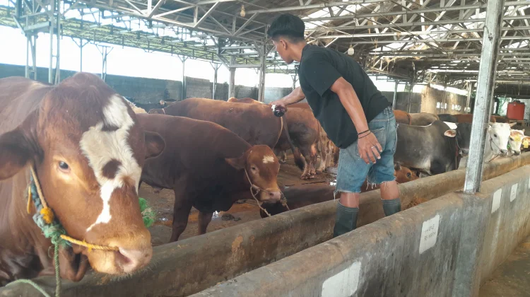 Cara Peternak Cimanuk Pandeglang Menjaga Kesehatan Hewan Kurban