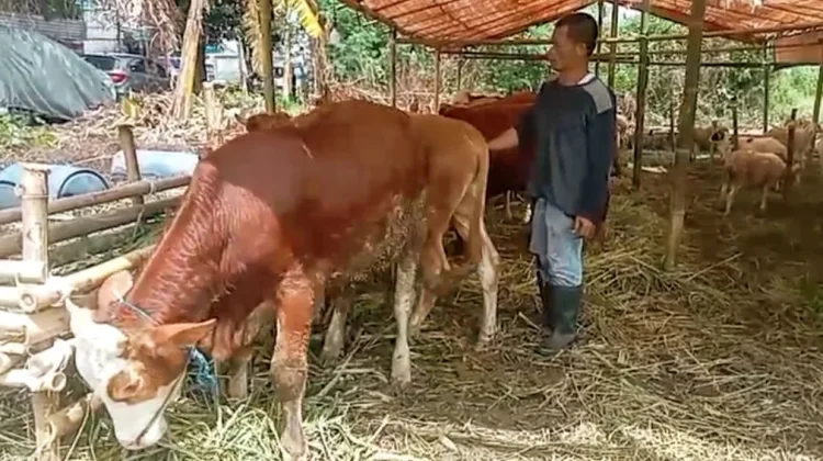 Harga Hewan Kurban Merangkak Naik Jelang Iduladha 1447 Hijriah