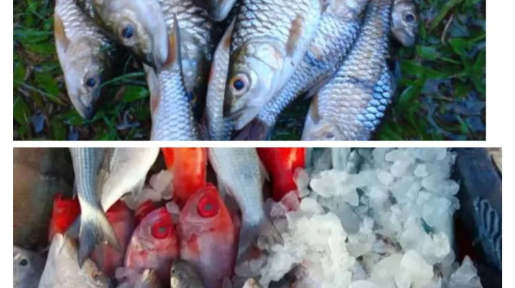 Pemkab Lebak Genjot Produksi Ikan untuk  Program MBG