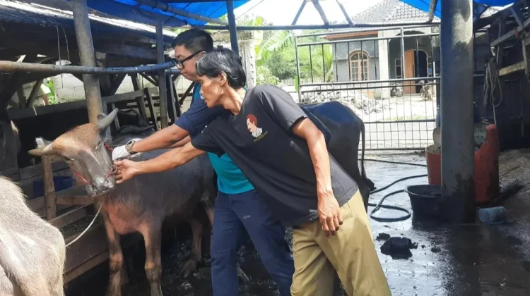 Menjelang Iduladha, Hewan Kurban di Lebak Diperiksa