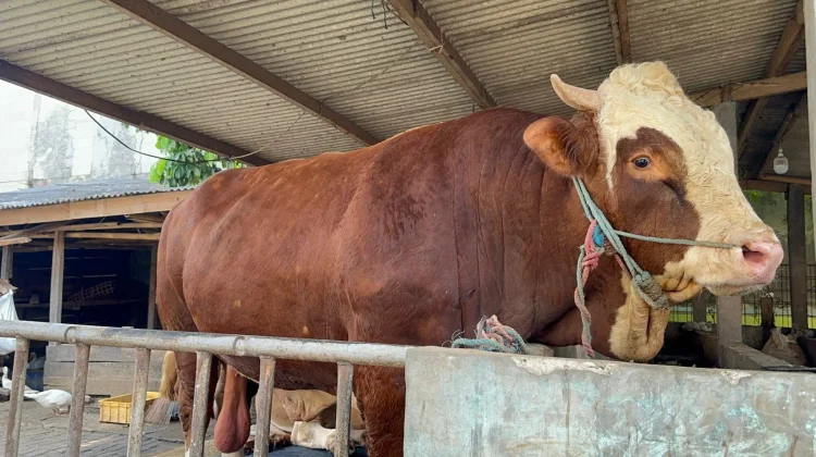 Presiden Salurkan 9 Sapi Jumbo untuk Provinsi Banten