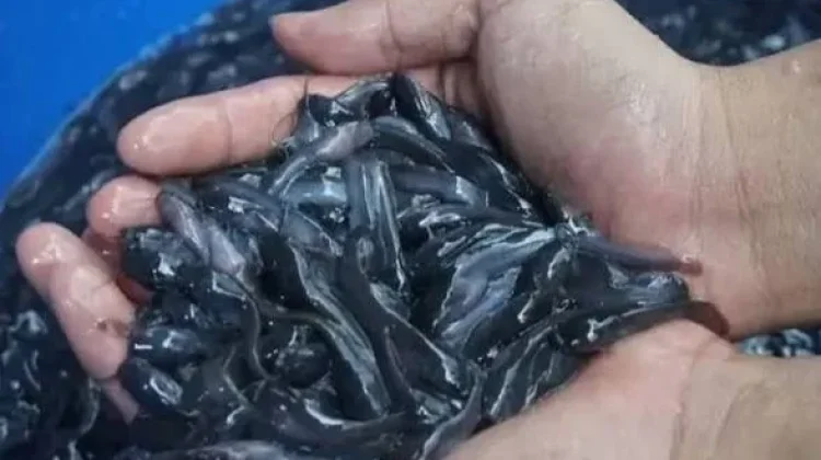 KKP Bantu Pembudidaya Lele Tingkatkan Ekonomi Desa