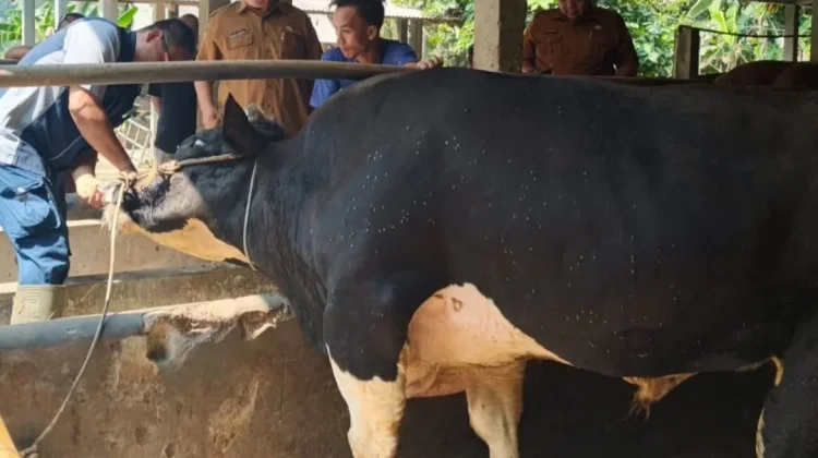Kebutuhan Hewan Kurban di Lebak  Naik Drastis