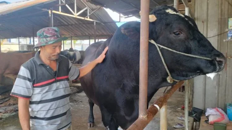 Presiden Prabowo Kurban Sapi 1,1 Ton untuk Warga Kota Tangerang