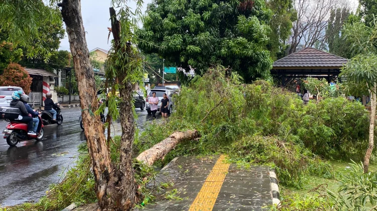 Cuaca Ekstrem Picu Pohon Tumbang di Pandeglang