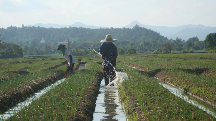 Pemkab Lebak Genjot Bantuan Petani dan Irigasi