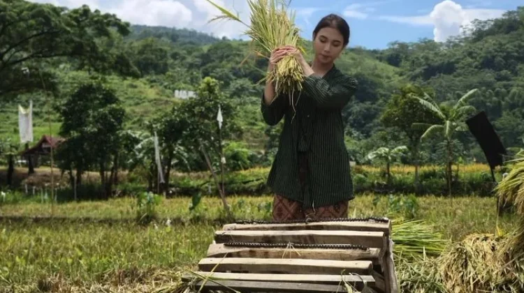 Regenerasi Petani Muda di Lebak Dinilai Mulai Tumbuh