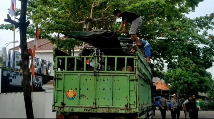 Jelang Iduladha, BKHIT Banten Tingkatkan Pengawasan Lalu Lintas Hewan Kurban