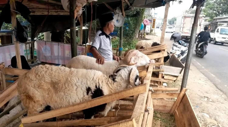Tiga Dekade Nawasi Berjualan Domba Kurban Pandeglang