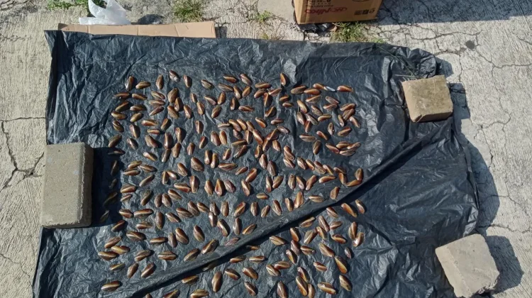 Inovasi Limbah Cangkang Kerang Jadi Pupuk Ramah Lingkungan