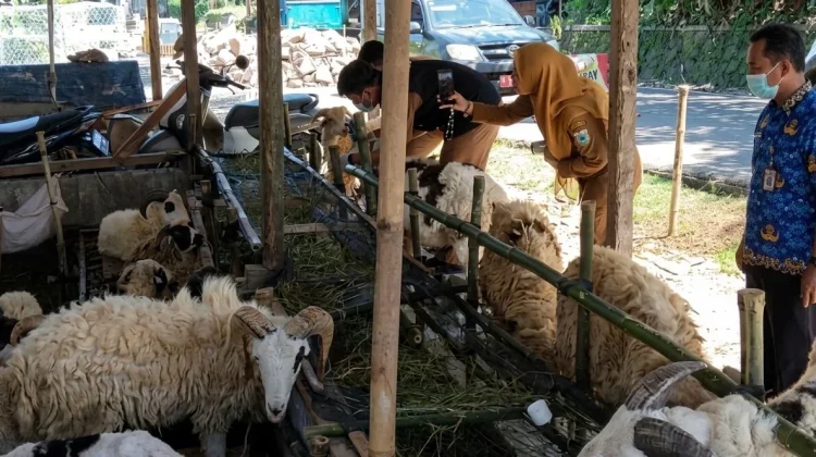 DPKP Pandeglang Terjunkan Tim Periksa Hewan Kurban