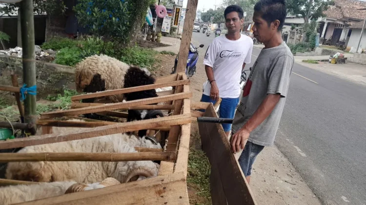 DPKP Kabupaten Pandeglang Imbau Warga Teliti Memilih Hewan Kurban