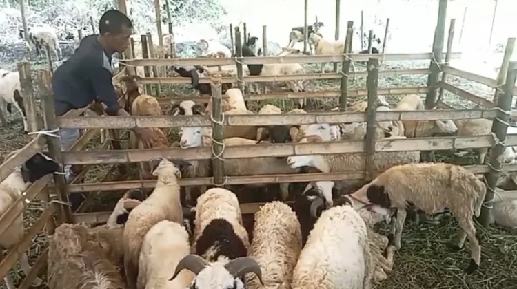 Jelang Iduladha, Pembeli Hewan Kurban di Kota Serang Masih Sepi