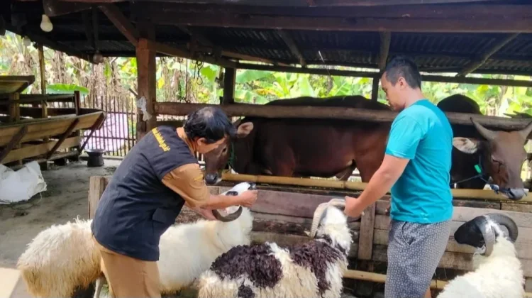 Pengawasan Hewan Kurban di Lebak Diperketat Jelang Iduladha