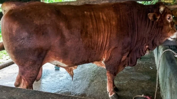 Sapi Asal Cibaliung Terpilih Jadi Kurban Presiden untuk Kabupaten Pandeglang
