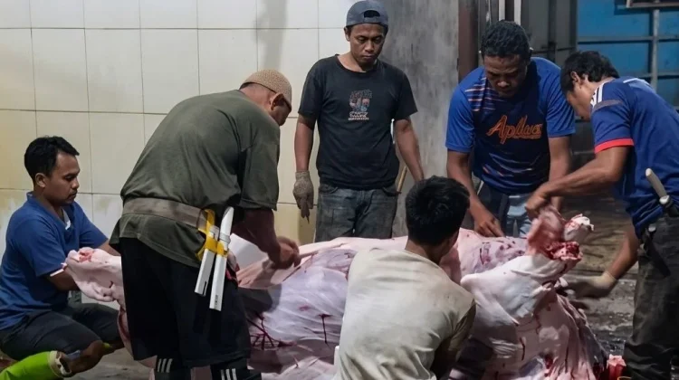 RPH Pandeglang Tangani Penyembelihan Sapi Kurban Presiden