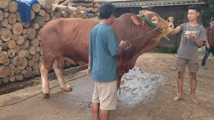 Lebak Tunggu Bantuan Sapi Kurban Pemerintah Pusat