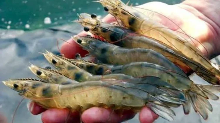Tambak Udang Vaname Dongkrak Ekonomi Pesisir Lebak