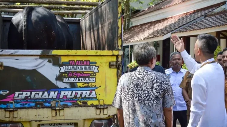 Pemkab Lebak Terima   Sapi Kurban Raksasa Dari Presiden