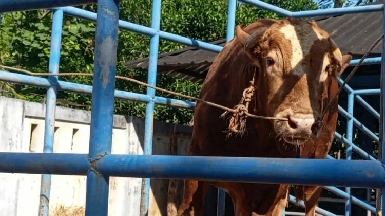 Inseminasi Buatan Pandeglang Hasilkan Sapi Kurban Unggul