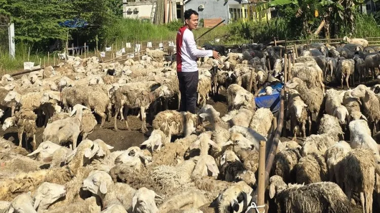 Tebar Kurban Kita Bisa Potong 1.158 Hewan Kurban di Kota Serang