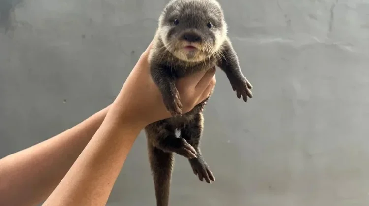Mengintip Keseruan dan Tantangan Merawat Otter di Rumah