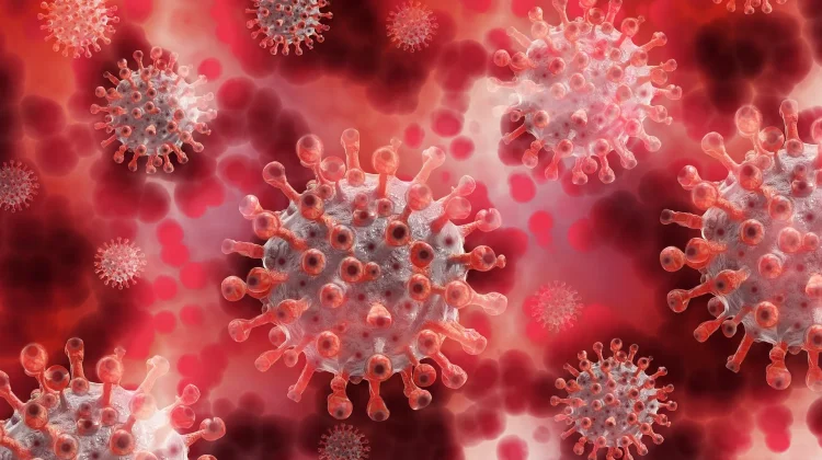 Dinkes Kota Serang Ingatkan Warga Waspadai Hantavirus